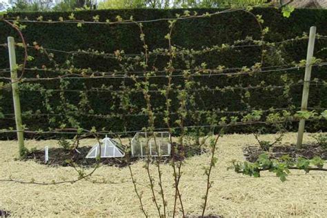 schéma de palissage pour une ronce cultivée sans épines contre un mur ensoleillé