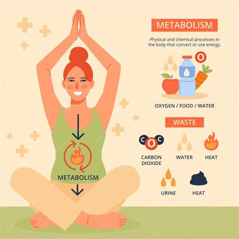 Infographie montrant le métabolisme et l'action des extraits de plantes