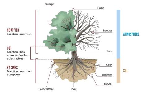 Schéma illustrant l'équilibre physiologique d'un arbre en pot