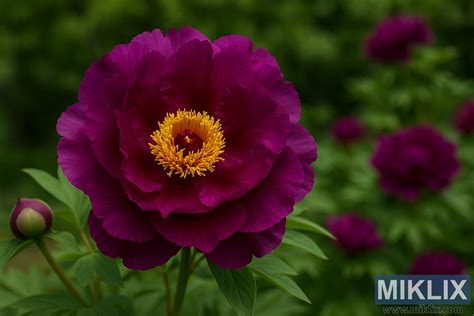Photographie en gros plan d'une fleur de pivoine en pleine floraison