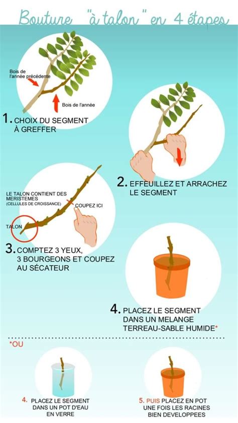 Illustration montrant les étapes de croissance d'un arbuste, de la bouture à l'âge adulte