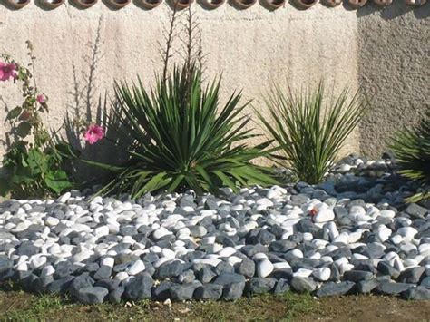 Exemple d'installation en extérieur utilisant des galets décoratifs autour du pot pour stabiliser l'eucalyptus.