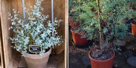 Comparaison visuelle entre un eucalyptus placé dans un pot en plastique basique et le même eucalyptus rempoté dans un bac design.