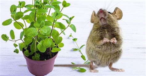 Schéma illustrant les zones stratégiques de la maison pour placer des plantes répulsives