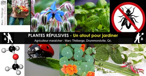 Infographie comparative entre les plantes répulsives et les mesures d'hygiène complémentaires