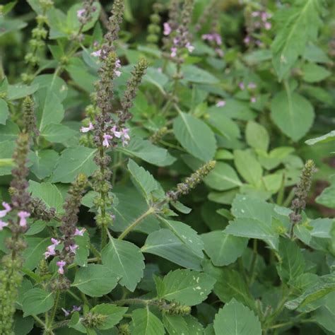 Visuel représentant un plant de Basilic Sacré (Tulsi) avec ses feuilles dentelées et ses fleurs mauves caractéristiques