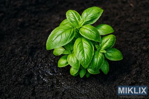 Diagramme illustrant l'espacement idéal des plants de basilic dans un potager