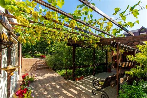 Photo d'un pied de vigne vigoureux sur une terrasse ensoleillée