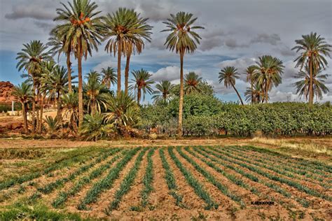 Schéma de la culture étagée dans une oasis tunisienne
