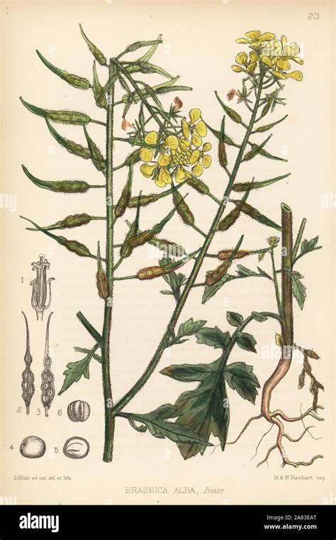Illustration botanique de la fleur de moutarde blanche