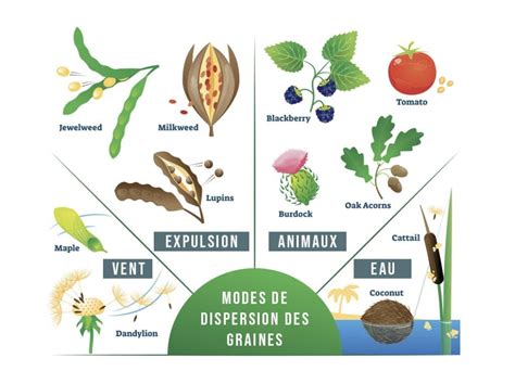 Illustration des différentes méthodes de dispersion des graines