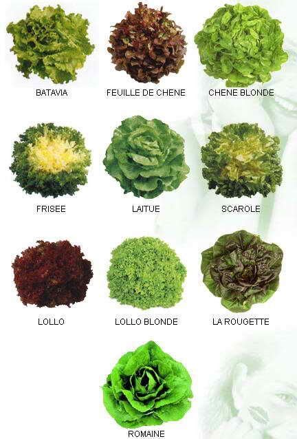Schéma illustrant les différentes familles de salades (pommées, batavias, romaines, à couper) et leurs spécificités de croissance