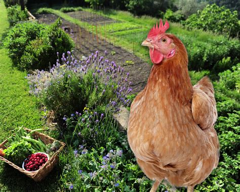 Poules grattant le sol dans un jardin