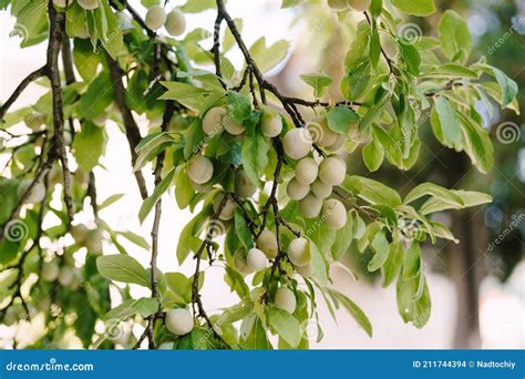 Détail d'une prune mûre sur l'arbre