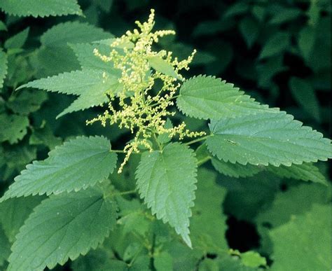Ortie dioïque avec ses feuilles caractéristiques