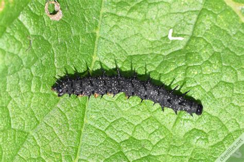 Chenille de paon-du-jour sur une feuille d'ortie