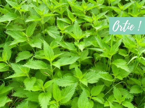 Différentes variétés de plantes d'ortie