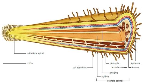 Illustration de la coupe de la racine pivot sur un jeune plant