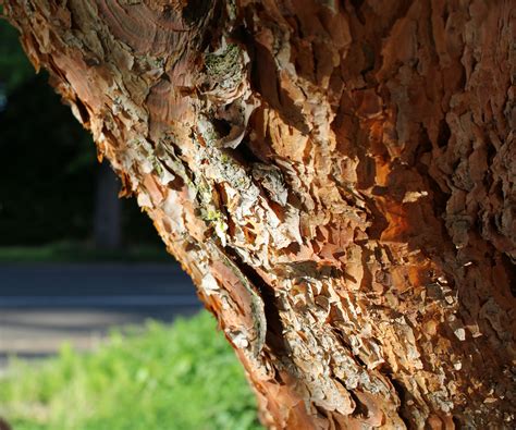 Photo d'un bonsaï feuillu mature montrant la patine de son écorce