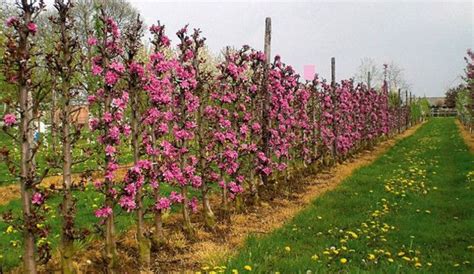 Haie d'arbres fruitiers taillés