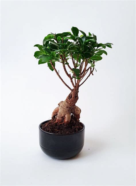 Ficus Ginseng et marc de café