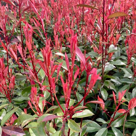 Photinia 'Red Robin' aux jeunes pousses rouges éclatantes