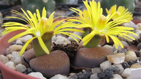 Plantes cailloux (Lithops et Conophytum)
