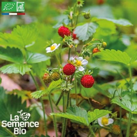 Plan rapproché d'une fraise des bois Reine des Vallées bien mûre et brillante