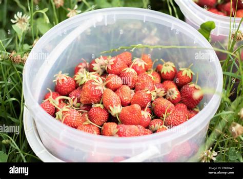 Panier de fraises des bois fraîchement récoltées dans un jardin potager