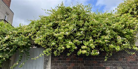 Pergola en bois avec chèvrefeuille grimpant et ses fleurs