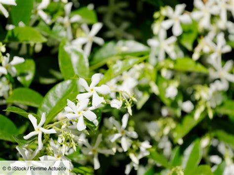 Comparaison visuelle : Chèvrefeuille vs Jasmin