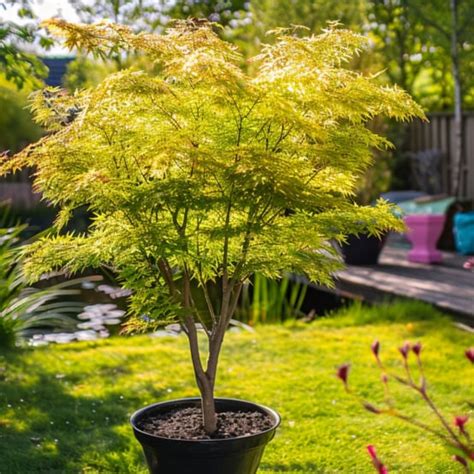 Érable japonais 'Orange Dream'