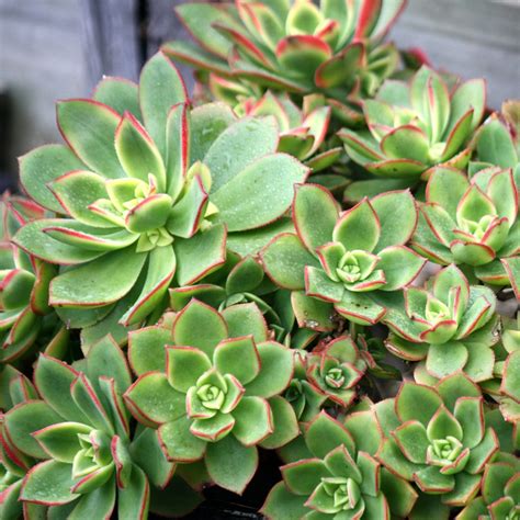Illustration d'un Aeonium haworthii aux rosettes colorées