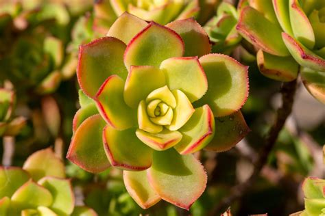 Palette de couleurs des feuilles d'Aeonium haworthii en fonction de l'exposition