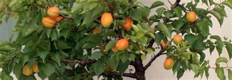 Arbres fruitiers nains en pot sur un balcon