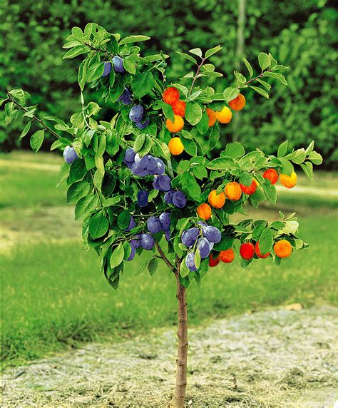 Divers arbres fruitiers nains en pleine floraison