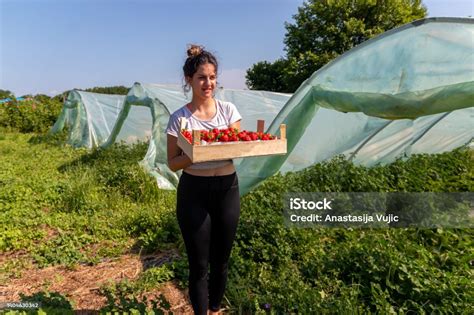 Ouvrier agricole récoltant des fraises