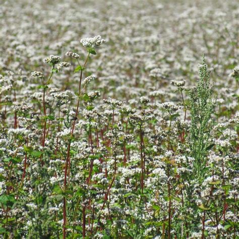 Champ de sarrasin en fleurs dans la campagne bretonne