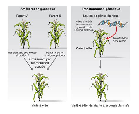 Caractérisation génétique des céréales