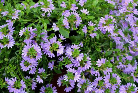 Scaevola aemula en fleurs sur un balcon