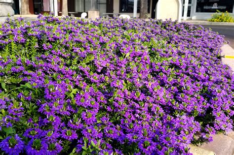 Scaevola aemula en suspension formant une cascade de fleurs