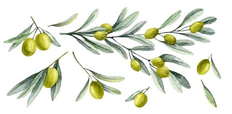 Illustration d'un olivier avec ses feuilles et ses olives