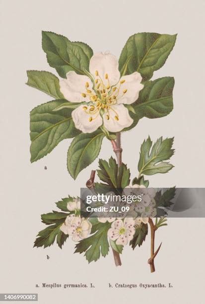 Illustration d'une aubépine en fleur