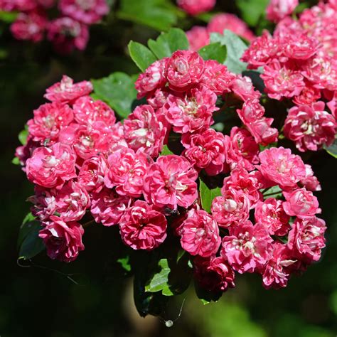 Fleurs doubles rouges de l'Aubépine 'Paul's Scarlet'