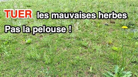 Pelouse parfaite sans mauvaises herbes