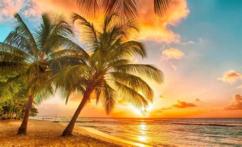 Illustration d'une plage tropicale avec cocotiers et un coucher de soleil