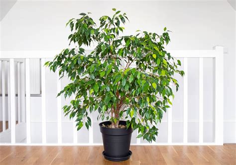Bonsaï Ficus Benjamina en pot avec des outils de taille