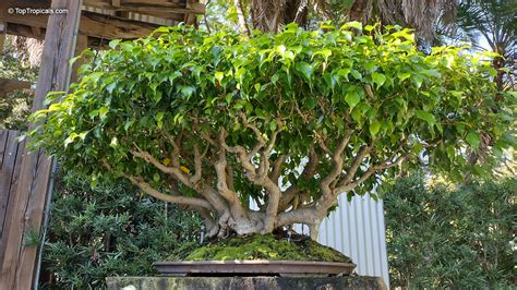 Comparaison entre Ficus Retusa, Ficus Benjamina et Ficus Ginseng en tant que bonsaï