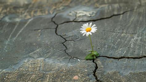 Image symbolique représentant la croissance à travers les fissures du béton