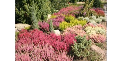 Schéma d'aménagement d'un massif avec des bruyères et des plantes compagnes
